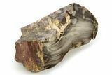 Petrified Peanut Wood Section - Australia #255789-1